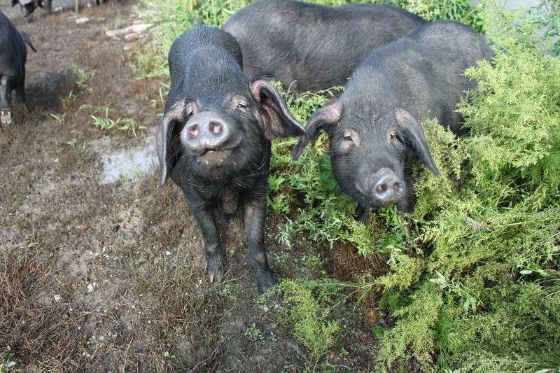 国内好品种猪排名榜最新,猪的品种有哪些哪种猪好养