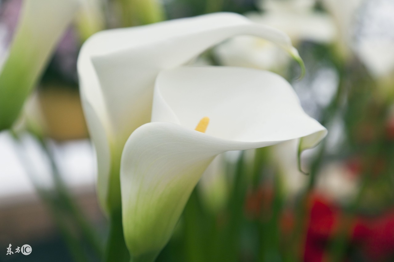 马蹄莲怎样盆栽与养护,盆栽马蹄莲的养护方法