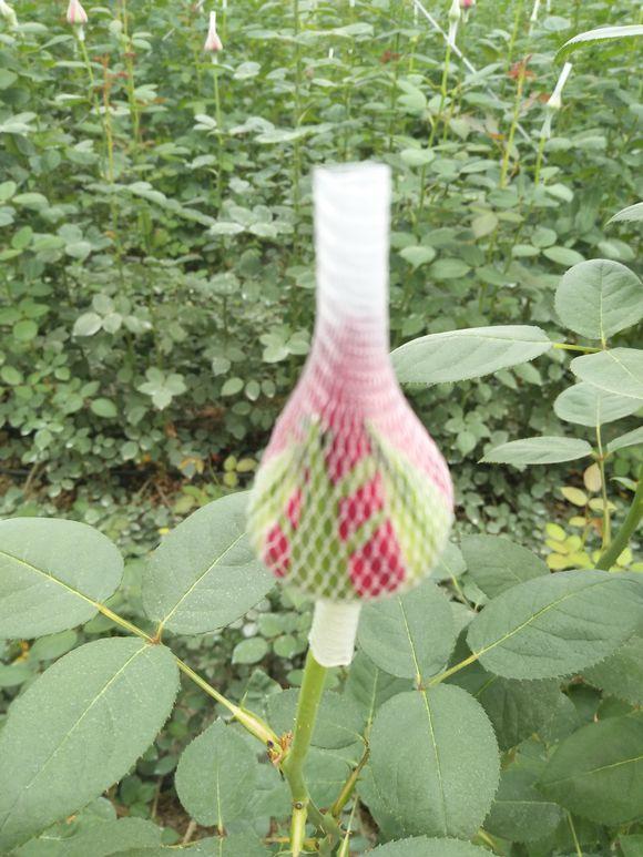 种玫瑰应该买什么,新手种玫瑰推荐什么品种