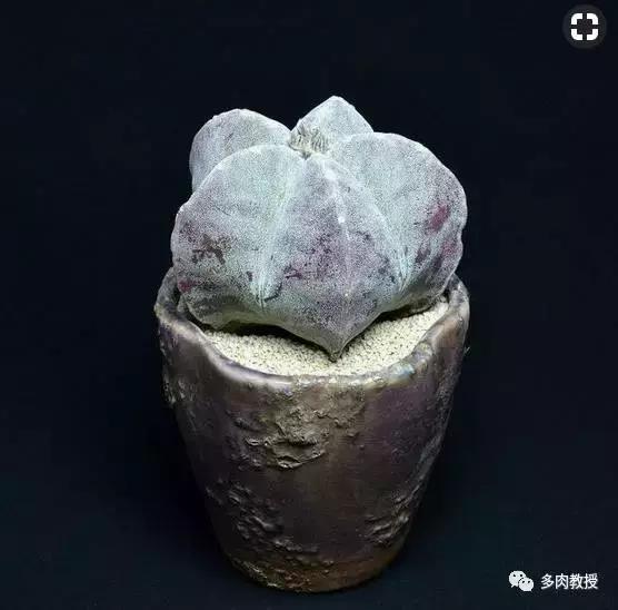 多肉老桩配古盆！美的惊艳了时光！