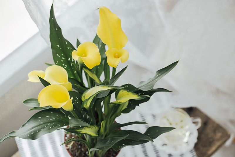 马蹄莲怎样盆栽与养护,盆栽马蹄莲的养护方法