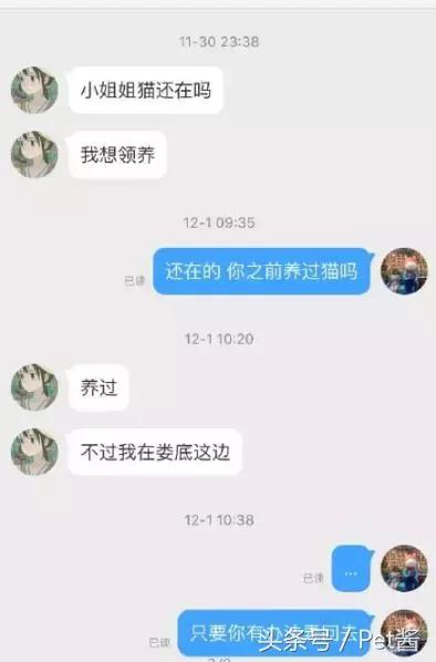 救助者领养猫狗,领养猫咪时说什么能让原主人放心