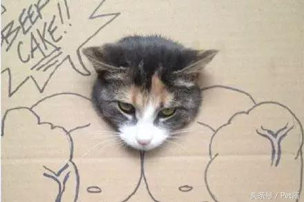 救助者领养猫狗,领养猫咪时说什么能让原主人放心