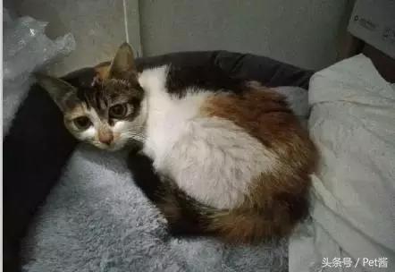 救助者领养猫狗,领养猫咪时说什么能让原主人放心