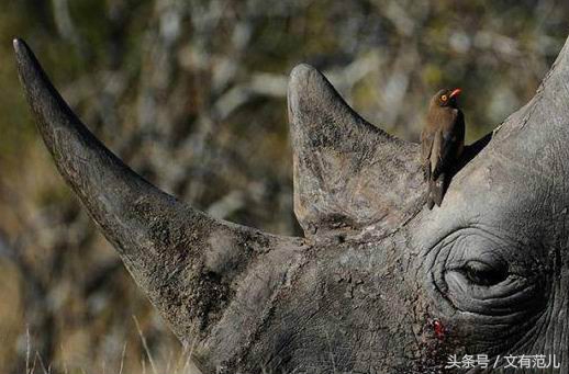 中药犀角图片,中药犀角和水牛角的区别
