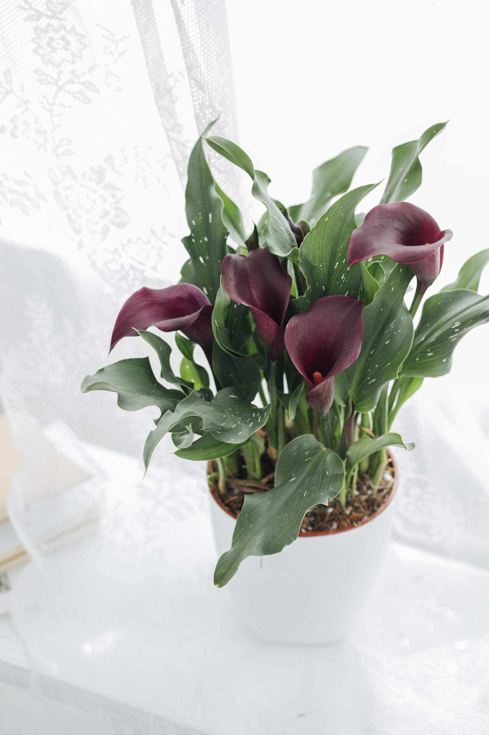 马蹄莲怎样盆栽与养护,盆栽马蹄莲的养护方法