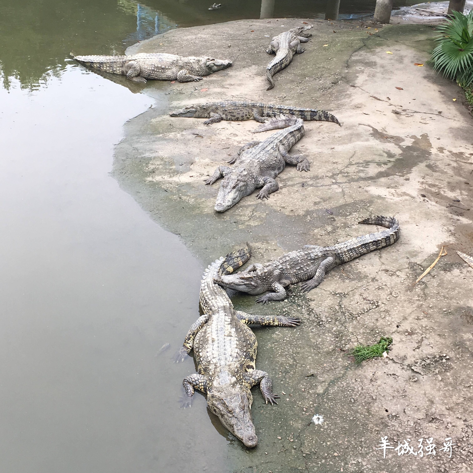 鳄鱼湖湿地门票预订,广州鳄鱼公园地图