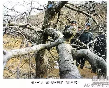 汪景彦苹果树傻瓜式修剪技术详解,傻瓜式苹果小树修剪技术