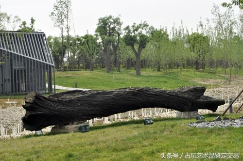 简单介绍一下乌木及其收藏价值,乌木目前价值