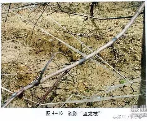 汪景彦苹果树傻瓜式修剪技术详解,傻瓜式苹果小树修剪技术