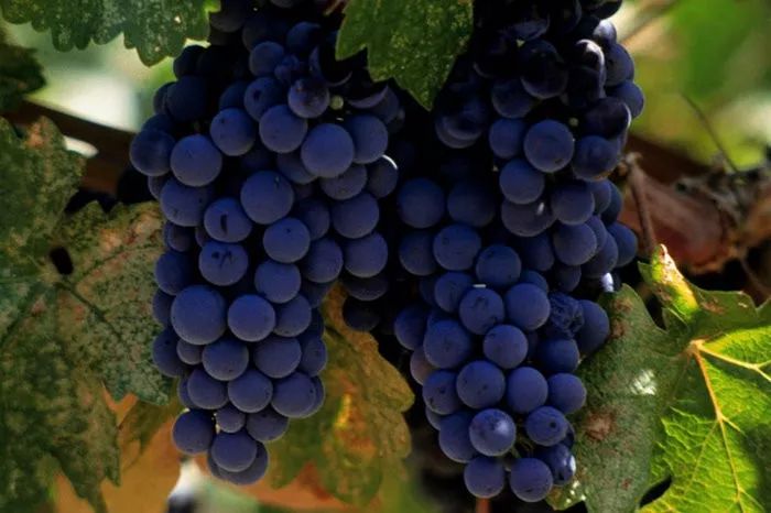 了解葡萄酒常识让你买酒不踩坑,如何鉴别进口葡萄酒的真假