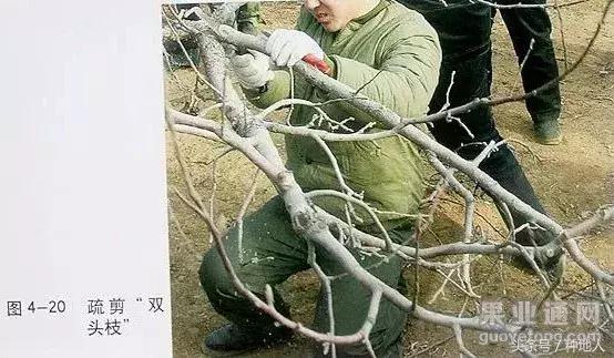 汪景彦苹果树傻瓜式修剪技术详解,傻瓜式苹果小树修剪技术