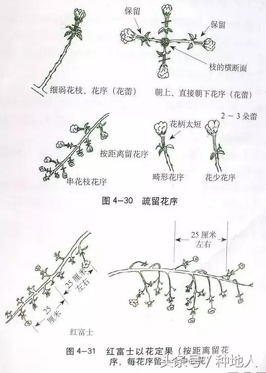 汪景彦苹果树傻瓜式修剪技术详解,傻瓜式苹果小树修剪技术