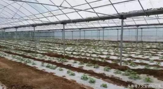 建个种植大棚要多少钱,盖个蔬菜大棚一亩要多少钱