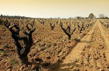 法国罗莎红酒品牌介绍,法国红酒品牌标志大全