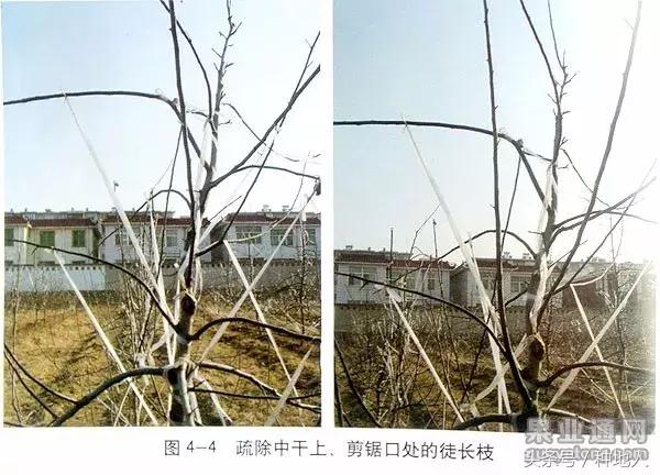 汪景彦苹果树傻瓜式修剪技术详解,傻瓜式苹果小树修剪技术
