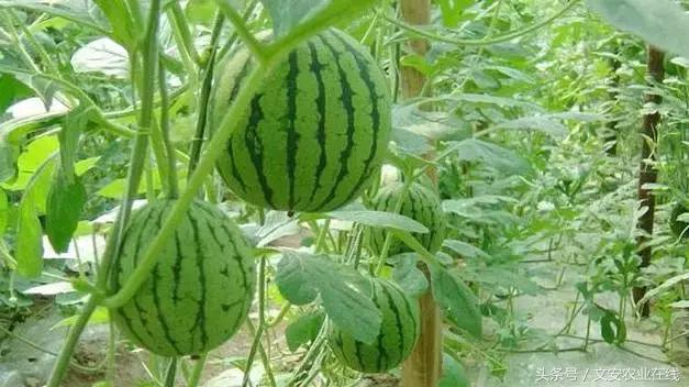 建个种植大棚要多少钱,盖个蔬菜大棚一亩要多少钱