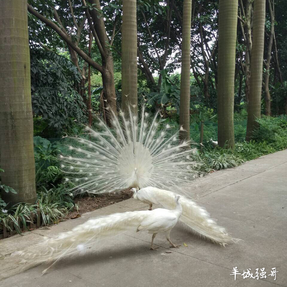 鳄鱼湖湿地门票预订,广州鳄鱼公园地图