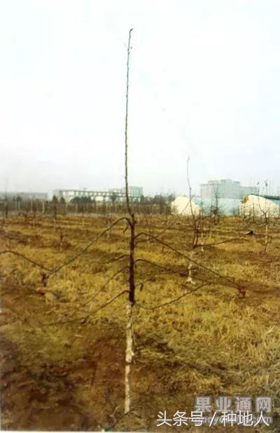 汪景彦苹果树傻瓜式修剪技术详解,傻瓜式苹果小树修剪技术