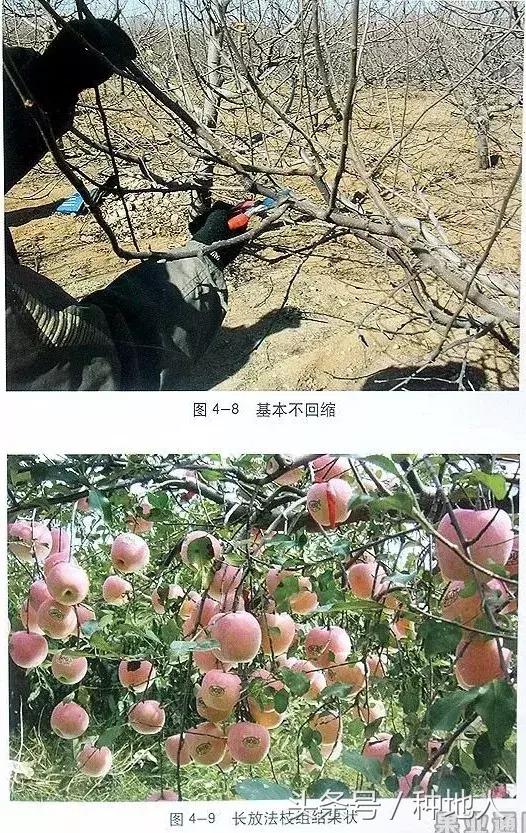 汪景彦苹果树傻瓜式修剪技术详解,傻瓜式苹果小树修剪技术