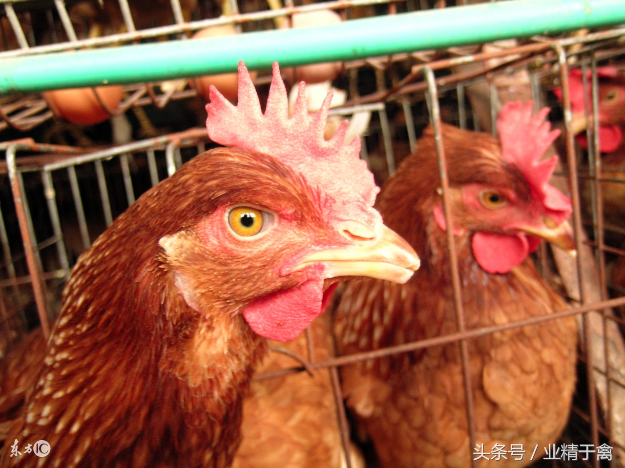 今日肉鸡苗价格最新行情,今日肉蛋鸡价格行情鸡病专业网