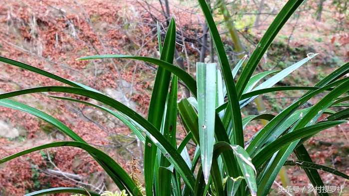 兰花价格最贵的十种图片,价格排名前十的兰花