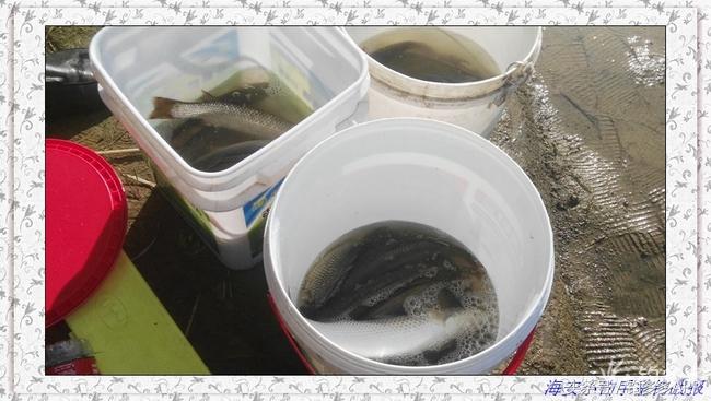 一年四季都可以钓的鱼种,一年四季可钓的鱼种