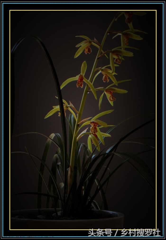 兰花价格最贵的十种图片,价格排名前十的兰花