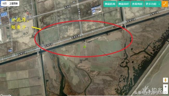 一年四季都可以钓的鱼种,一年四季可钓的鱼种