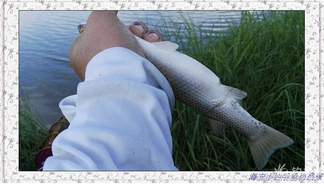 一年四季都可以钓的鱼种,一年四季可钓的鱼种