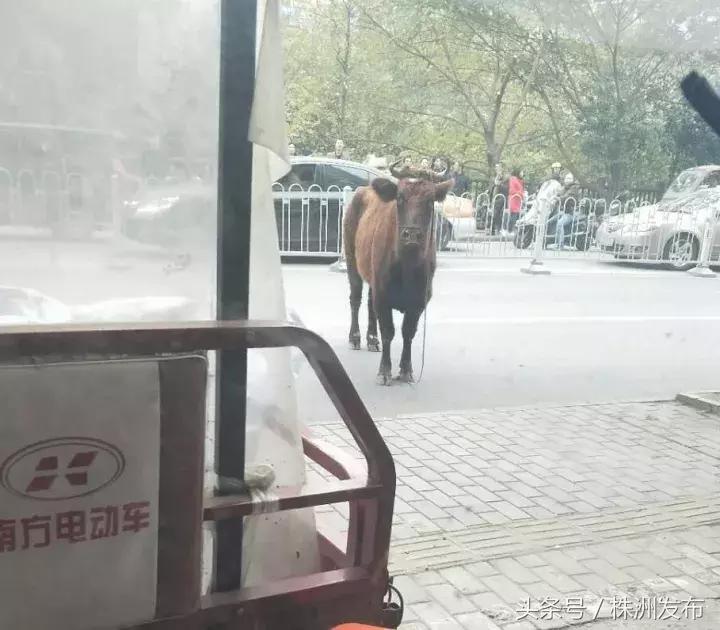 有人肋骨被顶断，有人牙齿摔断……疯牛昨日大闹石宋路