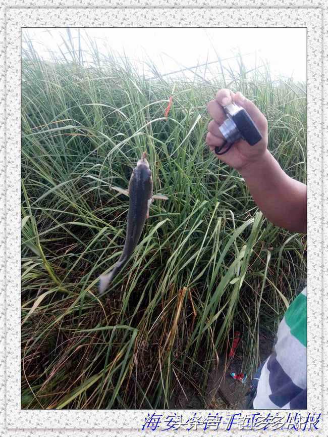 一年四季都可以钓的鱼种,一年四季可钓的鱼种