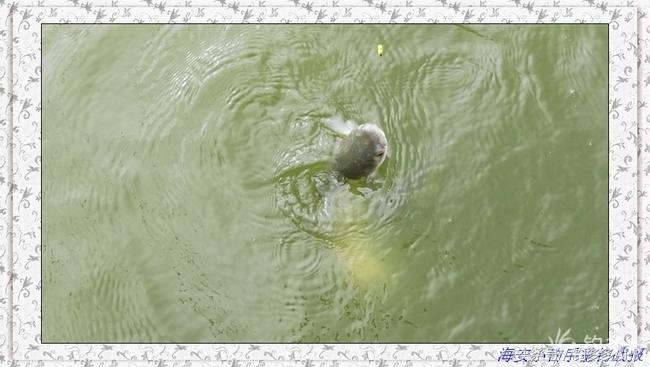 一年四季都可以钓的鱼种,一年四季可钓的鱼种