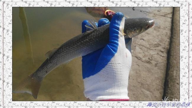 一年四季都可以钓的鱼种,一年四季可钓的鱼种