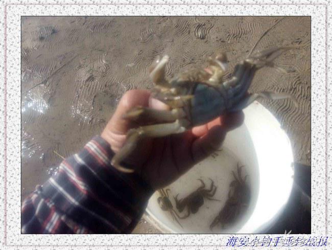 一年四季都可以钓的鱼种,一年四季可钓的鱼种