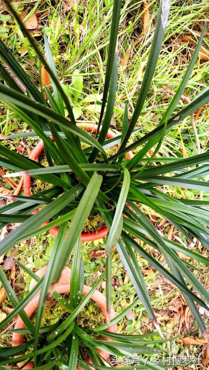 兰花价格最贵的十种图片,价格排名前十的兰花