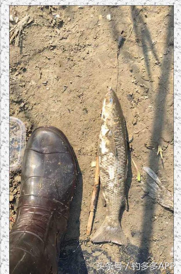 一年四季都可以钓的鱼种,一年四季可钓的鱼种