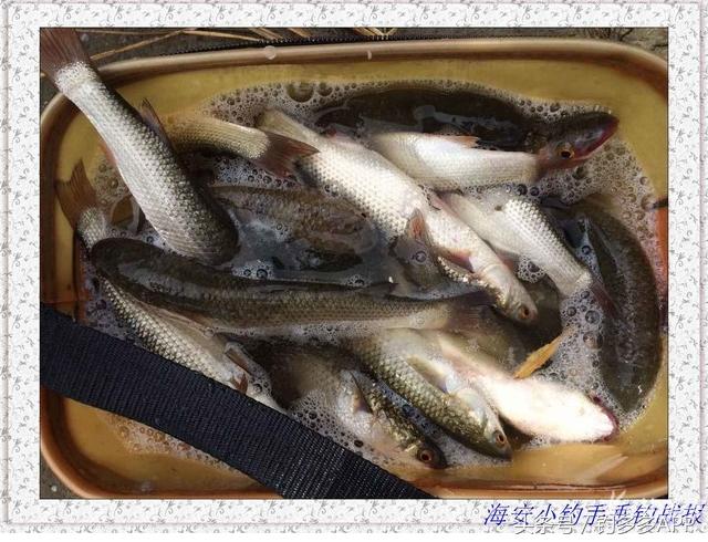 一年四季都可以钓的鱼种,一年四季可钓的鱼种