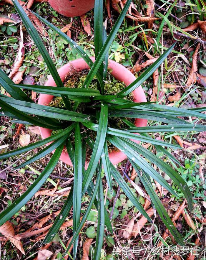 兰花价格最贵的十种图片,价格排名前十的兰花