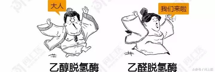 “快喝浓茶解解酒”，这人肯定跟你有仇！漫画教你如何正确解酒