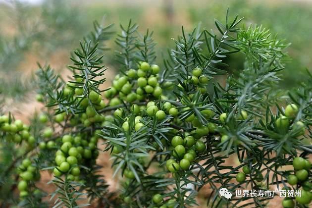 脱贫大变化美丽乡村展新颜,脱贫乡村翻天覆地的变化