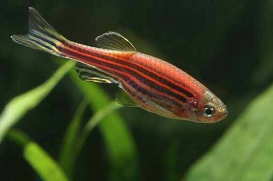 5种常见热带鱼养殖品种介绍图,热带鱼养殖指南教你养好热带鱼