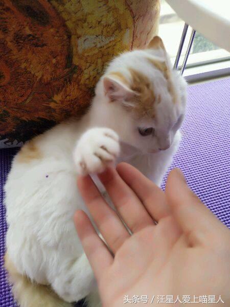 网友捡来小奶猫，饲养大半年后，男友依然冷血无情，将猫送走