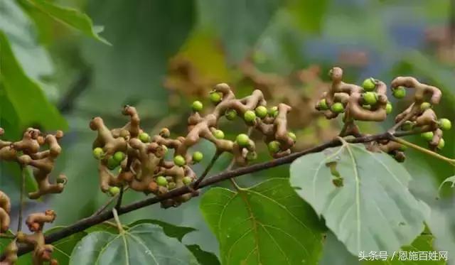 恩施山里野果小时候的味道,恩施野果大全