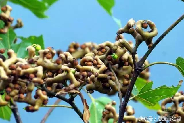 恩施山里野果小时候的味道,恩施野果大全