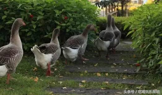 昆十中学校怎么样,昆十中文科实力