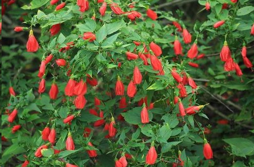哪种藤本植物最好养,好养的藤本植物