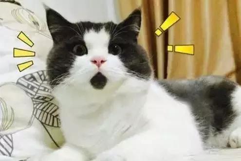 除螨仪什么牌子真的有用,除螨仪到底是什么样的好