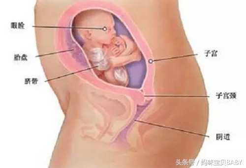 怀孕第23周胎儿的发育情况怎么样？准妈妈生病能不能吃药