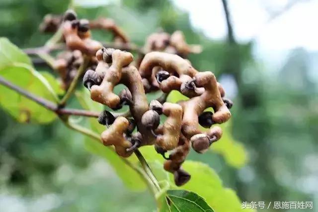 恩施山里野果小时候的味道,恩施野果大全